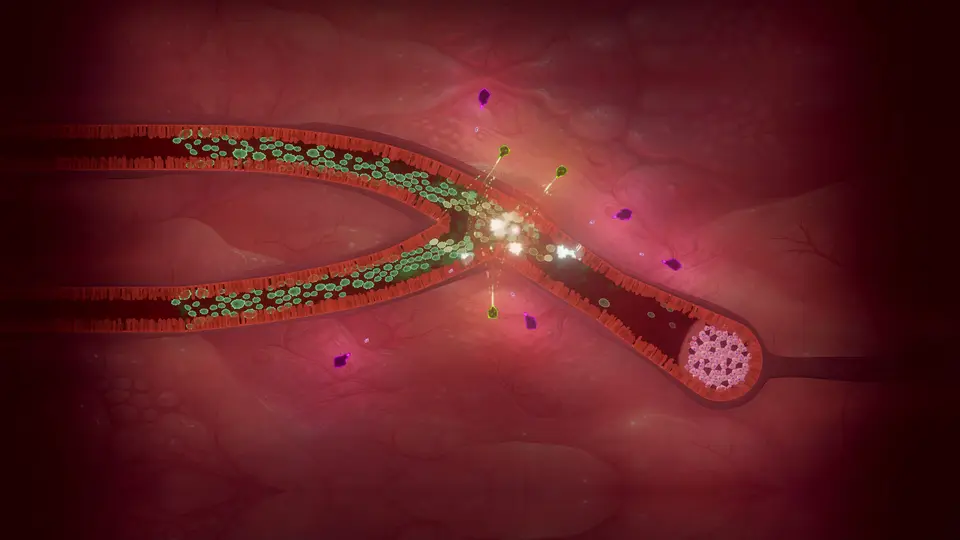 Two capillaries merge as green pathogens crowd toward a cluster of cells